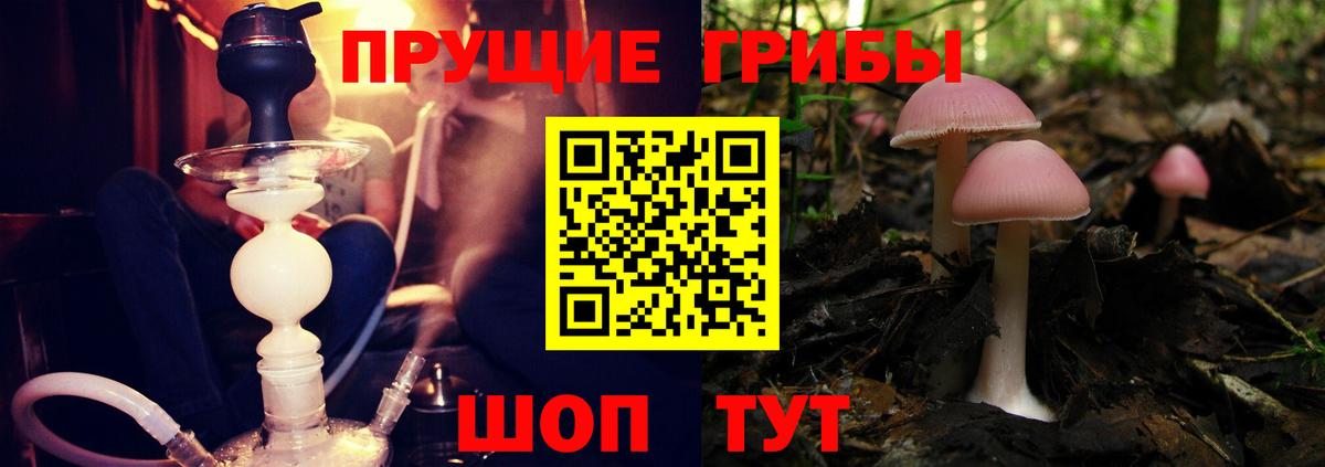 Галлюциногенные грибы Psilocybe Кубинка